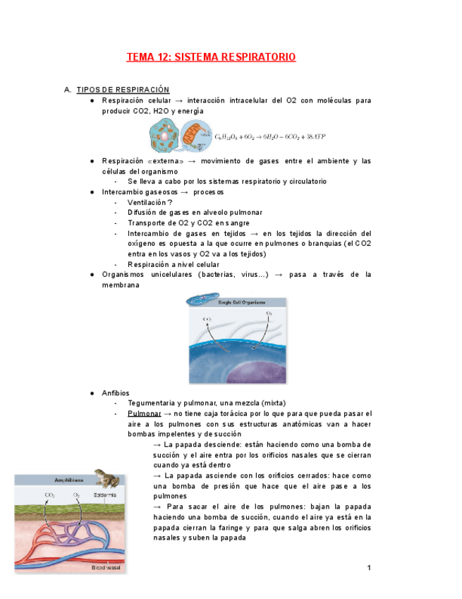 Miniatura del documento FISIOLOGIA-TEMA-12.pdf