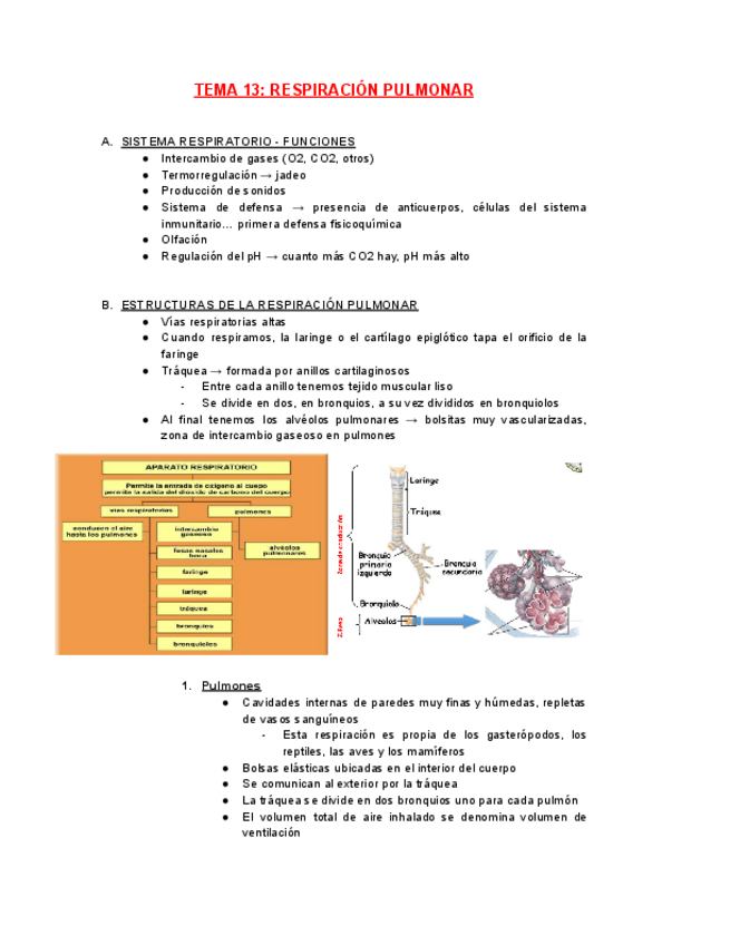 Miniatura del documento FISIOLOGIA-TEMA-13.pdf