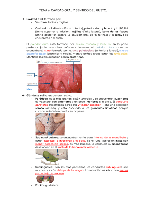 Miniatura del documento TEMA-6-ANATOMIA.pdf