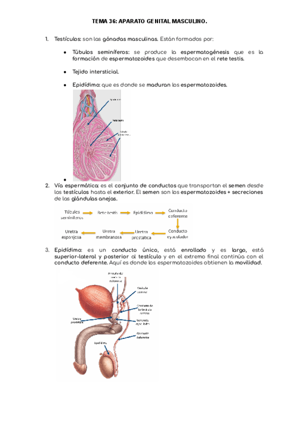 Miniatura del documento TEMA-36-ANATO..pdf