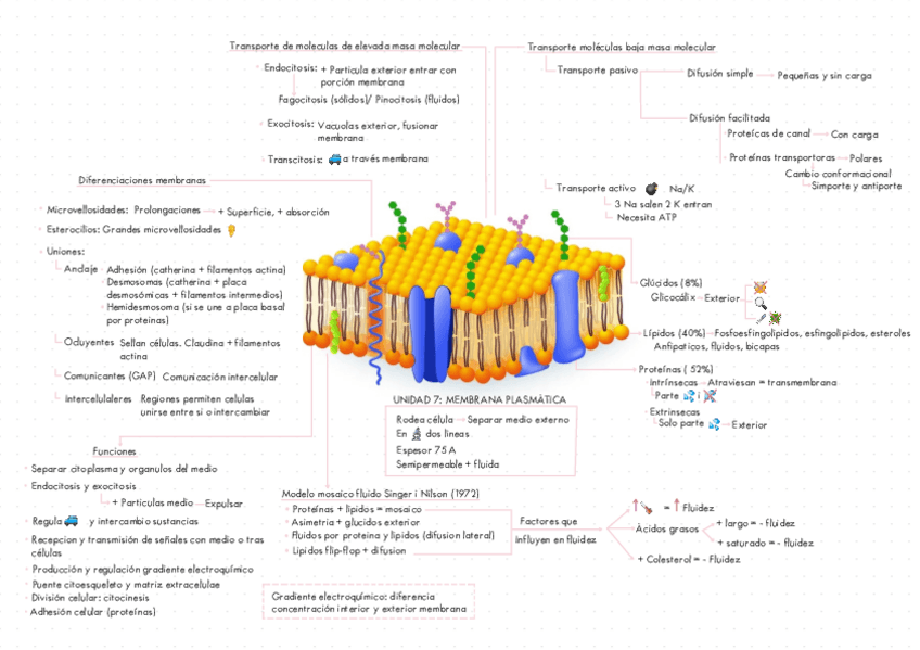 Miniatura del documento ESQUEMA-LA-MEMBRANA-PLASMATICA-UNIDAD-7-BIOLOGIA-SEGUNDO-DE-BACHILLERATO.pdf
