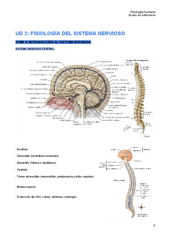 Miniatura del documento Tema-4-fisiologia-humana-I.pdf