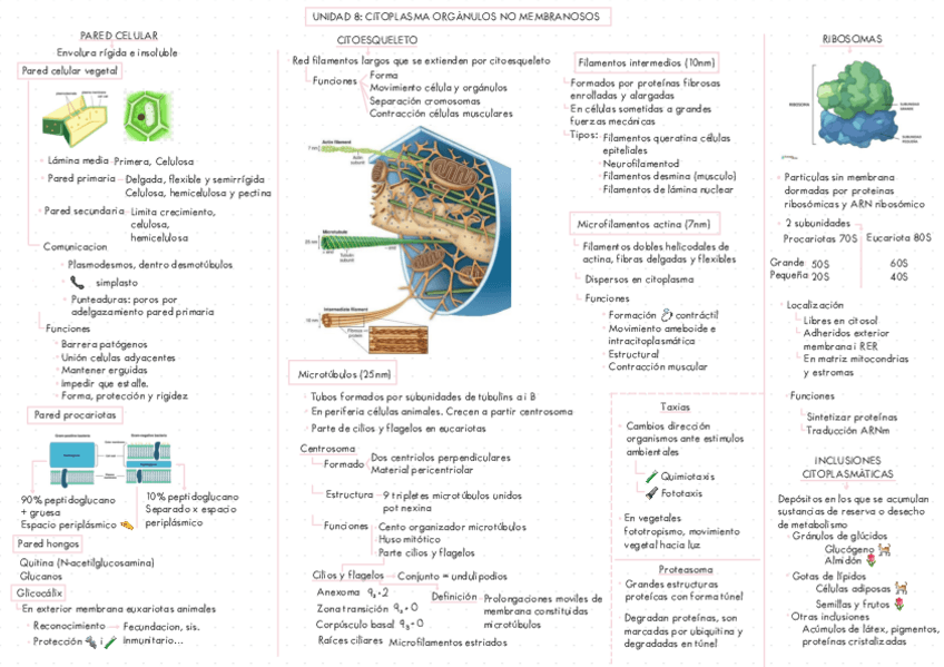 Miniatura del documento ESQUEMA-UNIDAD-8-ORGANULOS-CITOPLASMATICOS-NO-MEMBRANOSOS-BIOLOGIA-SEGUNDO-BACHILLER.pdf