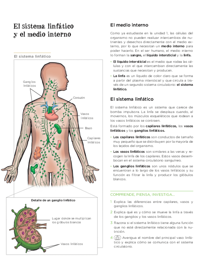 Miniatura del documento bg3u1esolinfatico-1.pdf