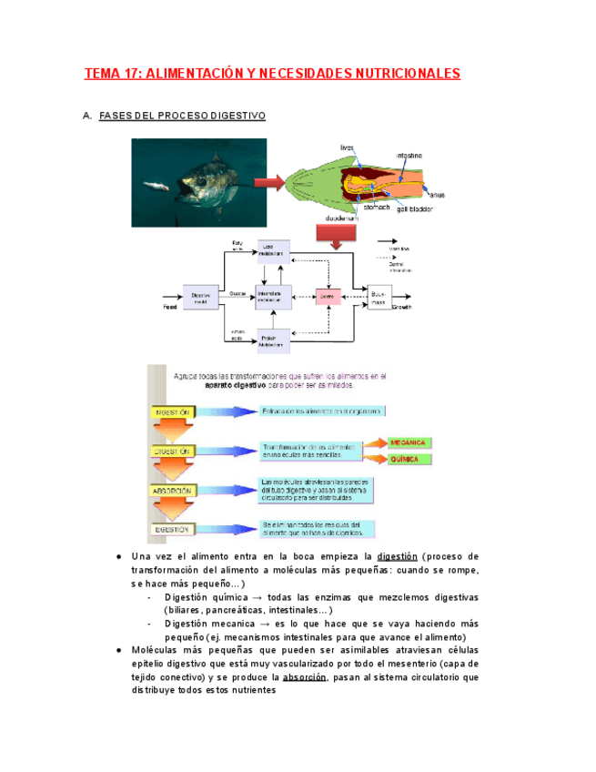 Miniatura del documento FISIO-TEMA-17.pdf