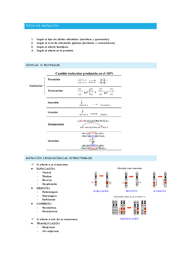 Miniatura del documento ESQUEMA-MUTACIONES-E-IMAGENES.pdf