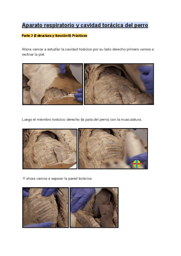 Miniatura del documento Aparato respiratorio y cavidad torácica del perro.pdf