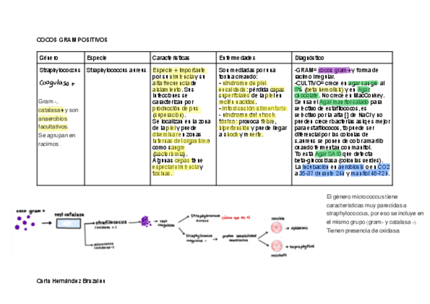 Miniatura del documento Bacterias-gram-positivos-y-negativos.pdf