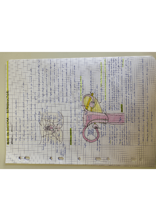 Miniatura del documento Apunts-sistema-reproductor-femeni-i-masculi-anatomia-humana.pdf