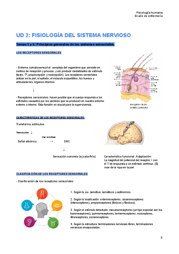 Miniatura del documento tema-5-y-6-fisiologia-humana.pdf