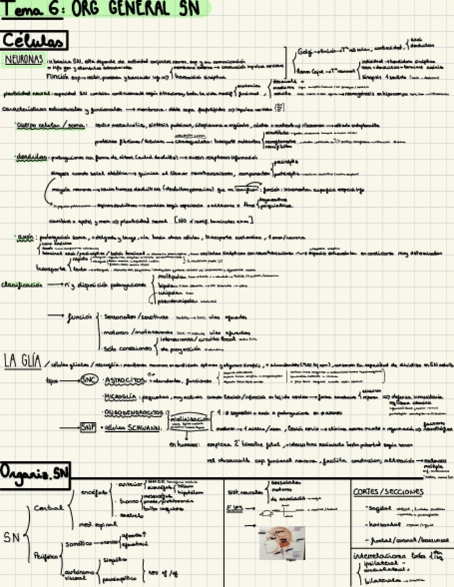 Miniatura del documento esquema-psicobio-t6.1.pdf