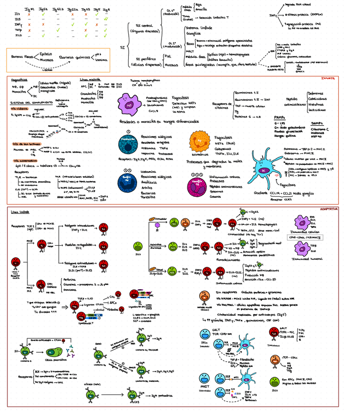 Miniatura del documento Esquema-global-inmuno.pdf