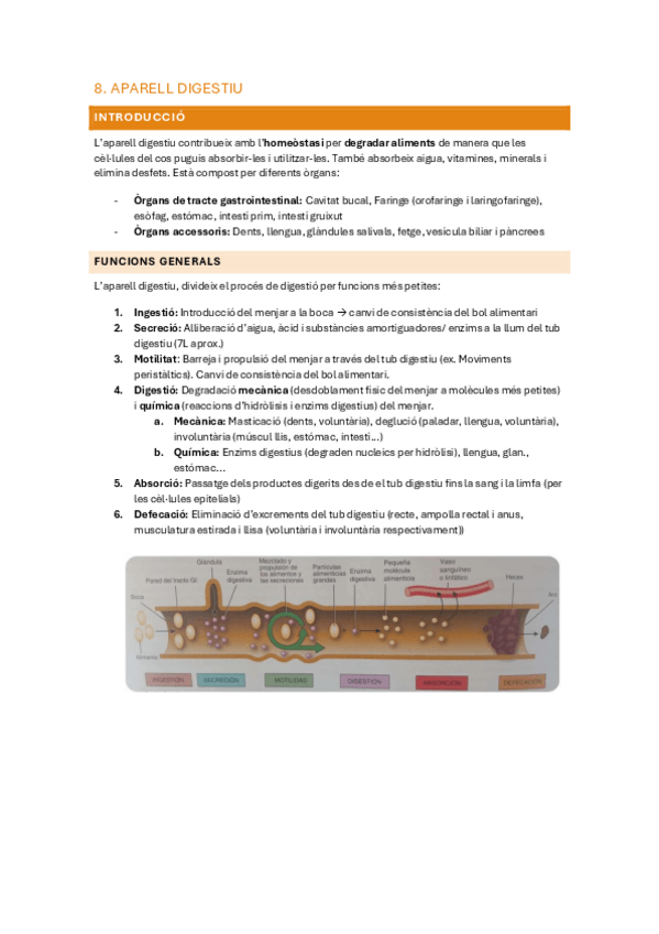 Miniatura del documento 8.-Aparell-digestiu.pdf