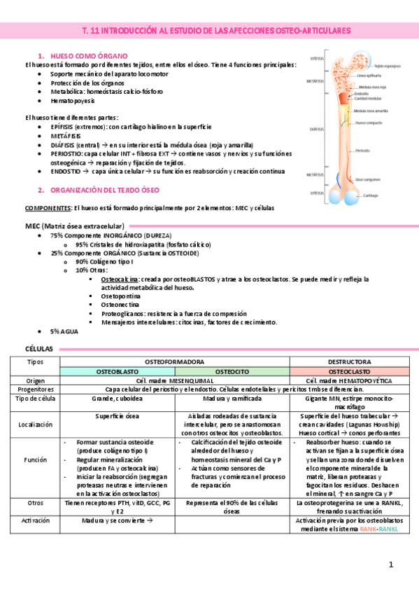 Miniatura del documento T.11-INTRODUCCION-AL-ESTUDIO-DE-LAS-AFECCIONES-OSTEO-ARTICULARESpdf.pdf