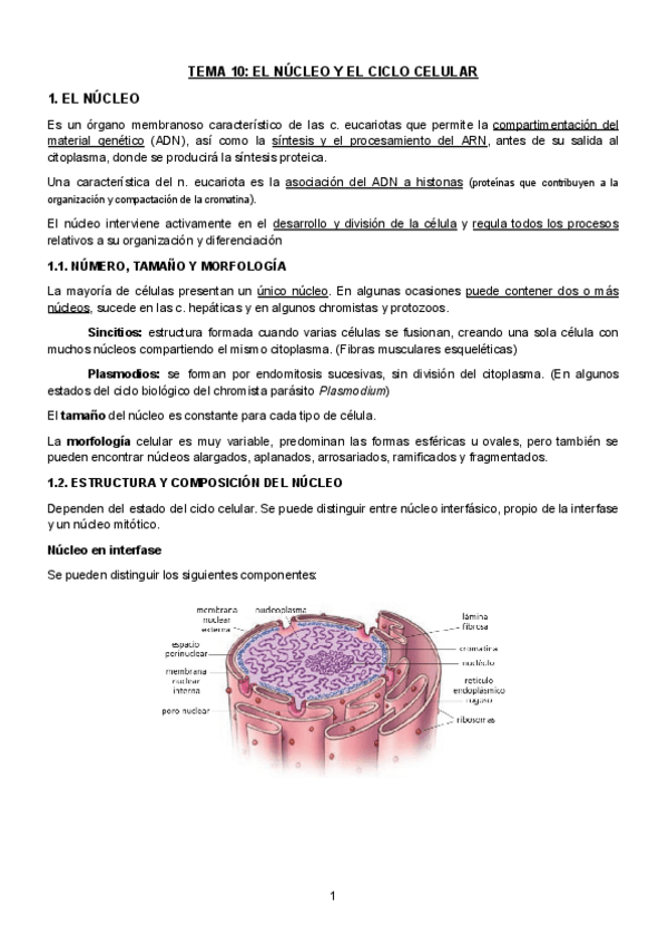 Miniatura del documento TEMA-10-EL-NUCLEO-Y-EL-CICLO-CELULAR.pdf