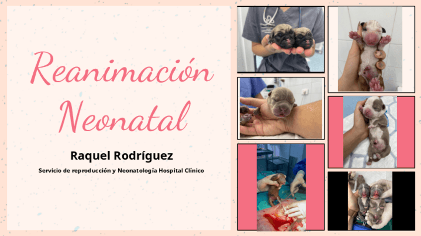 Miniatura del documento Reanimacion-neonatal.pdf