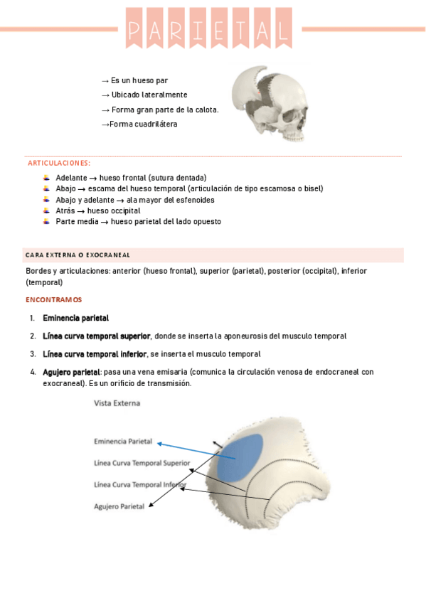 Miniatura del documento Parietal.pdf