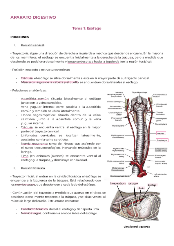 Miniatura del documento Aparato-Digestivo-ESOFAGO.pdf