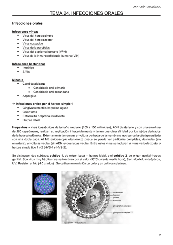Miniatura del documento tema-24-anato-infecciones-orales.pdf