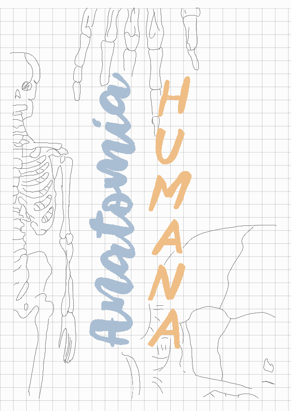 Miniatura del documento Huesos.pdf