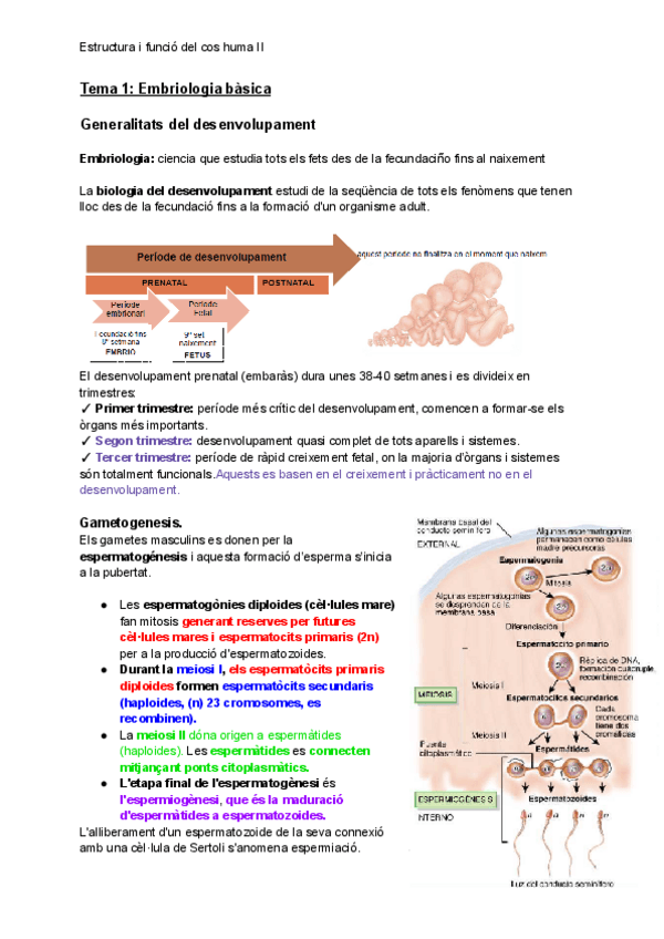 Miniatura del documento Embriologia-basica.pdf