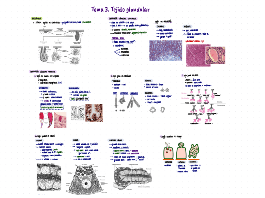 Miniatura del documento RESUMEN-TEMA-3.pdf