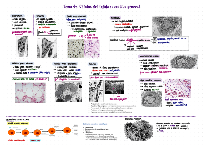 Miniatura del documento RESUMEN-TEMA-4C.pdf