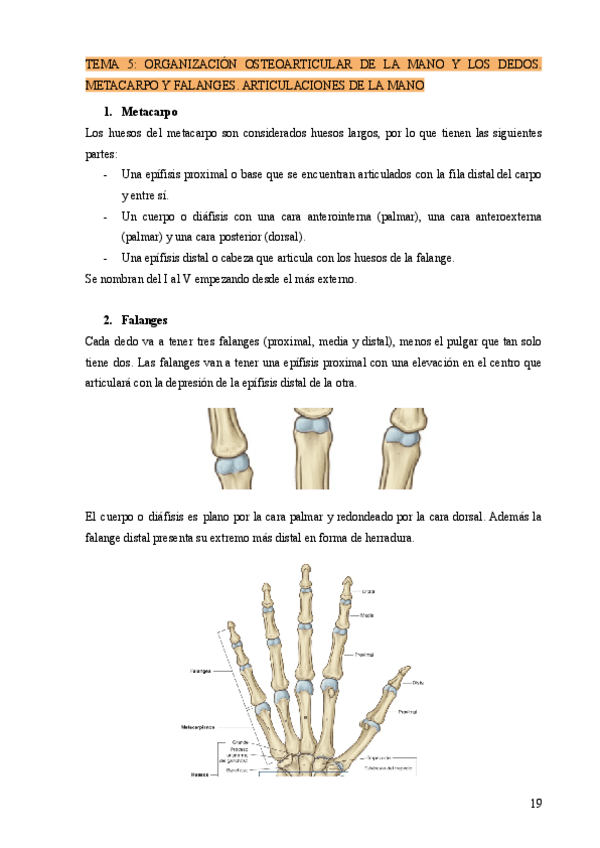 Miniatura del documento TEMA-5-ORGANIZACION-OSTEOARTICULAR-DE-LA-MANO-Y-LOS-DEDOS.-METACARPO-Y-FALANGES.-ARTICULACIONES-DE-LA-MANO.pdf