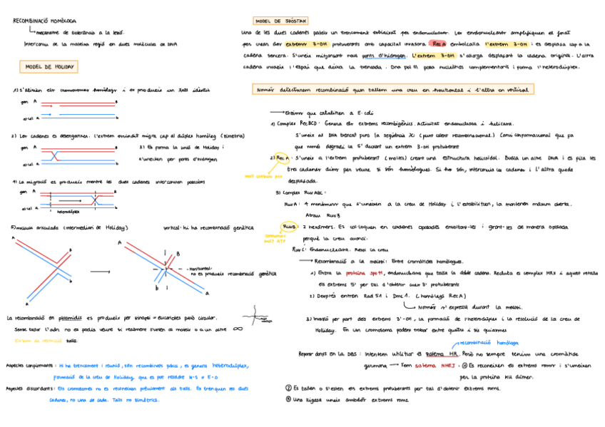 Miniatura del documento Recombinacio-esquema.pdf