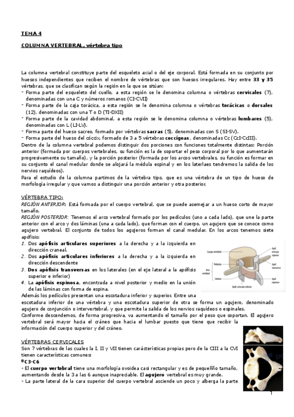 Miniatura del documento Tema 4 columna.pdf