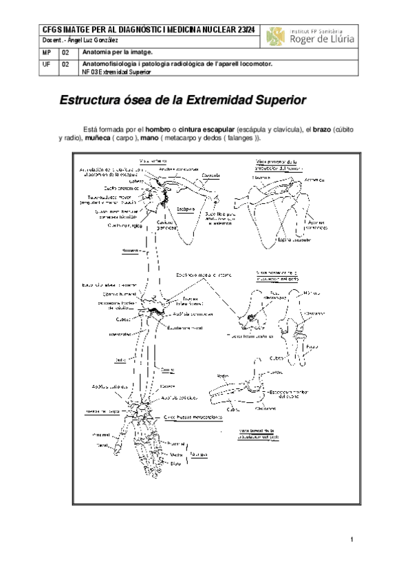 Miniatura del documento MP02-UF2-NF03-Extremidad-Superior-1.pdf