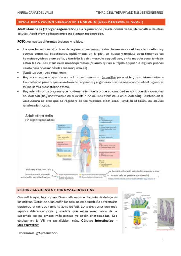 Miniatura del documento TEMA-3-Renovacion-celular-en-el-adulto.pdf