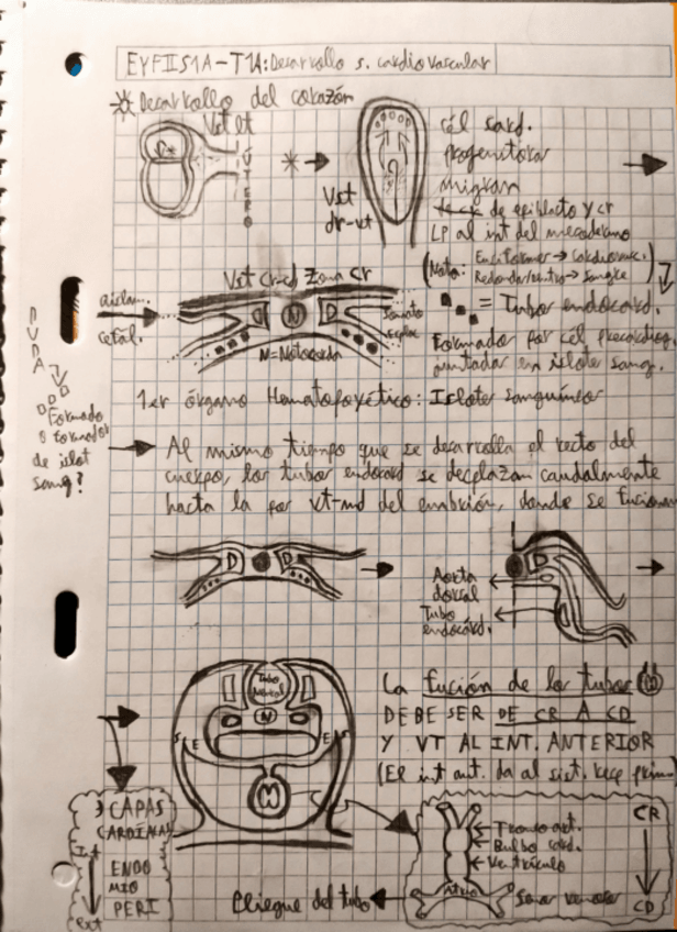 Miniatura del documento EYFII-Sist1-Anato-T1-Cardiovascular.pdf