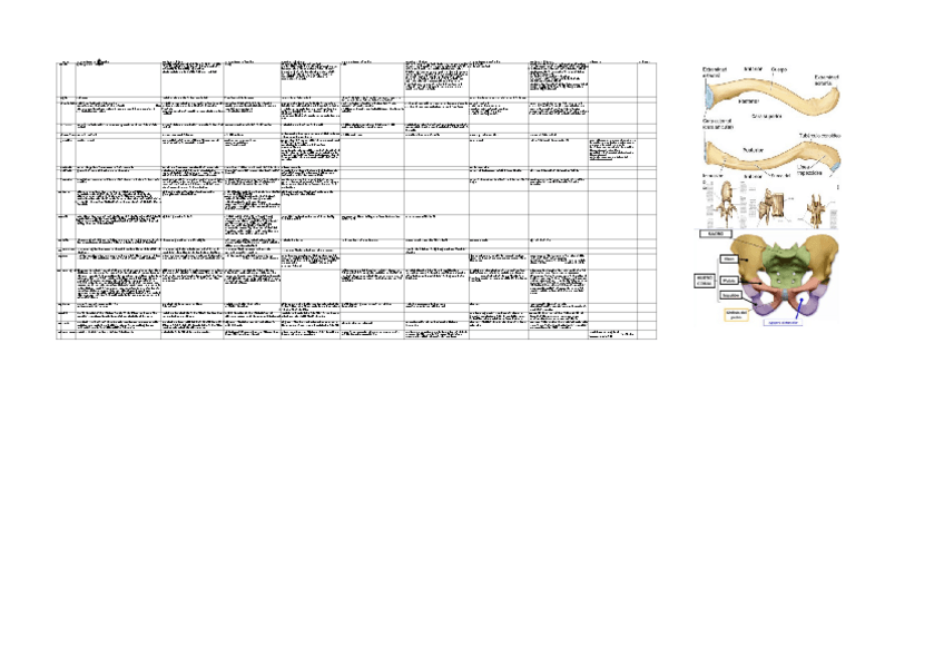 Miniatura del documento Resumenes-anatomia.xlsx