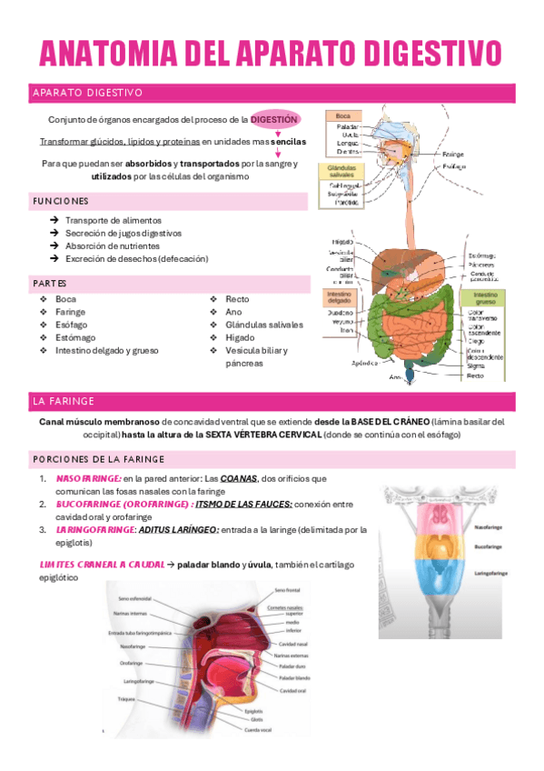 Miniatura del documento APARATO-DIGESTIVO-P.1-ANATO.pdf