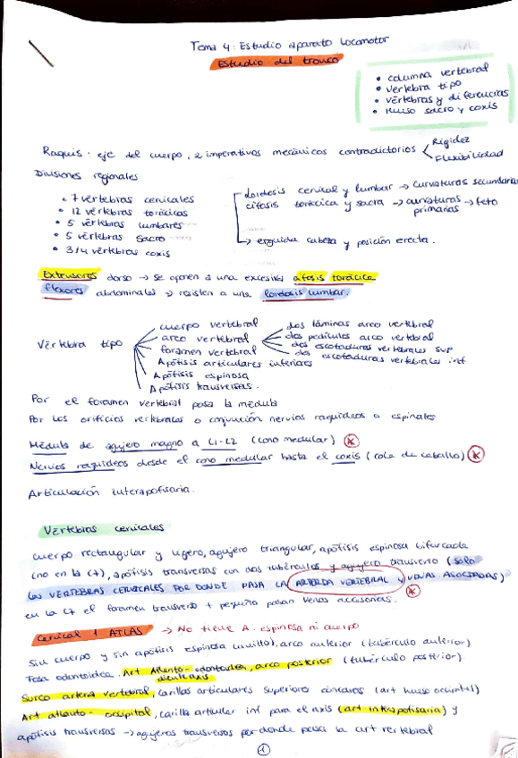 Miniatura del documento ANATOMIA.-TRONCO.pdf
