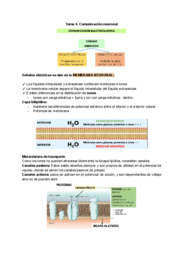 Miniatura del documento Tema-4.-Comunicacion-neuronal.pdf