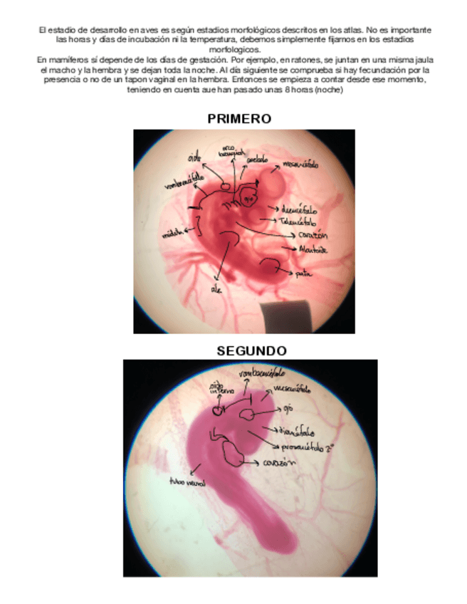 Miniatura del documento Practicas-Biologia-Del-Desarrollo-animal.pdf