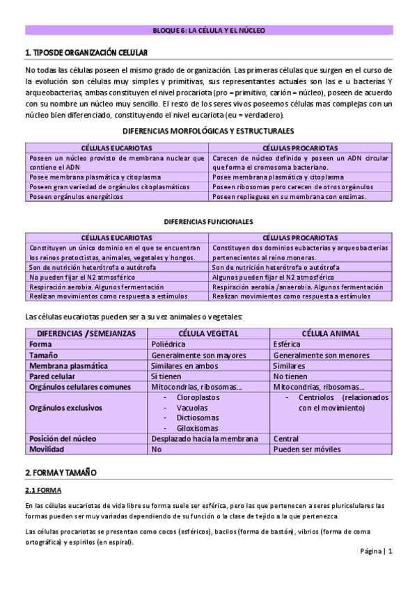 Miniatura del documento APUNTES-BLOQUE-6-LA-CELULA-EL-NUCLEO.pdf