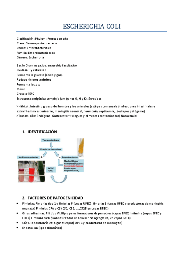 Miniatura del documento ESCHERICHIA COLI.pdf