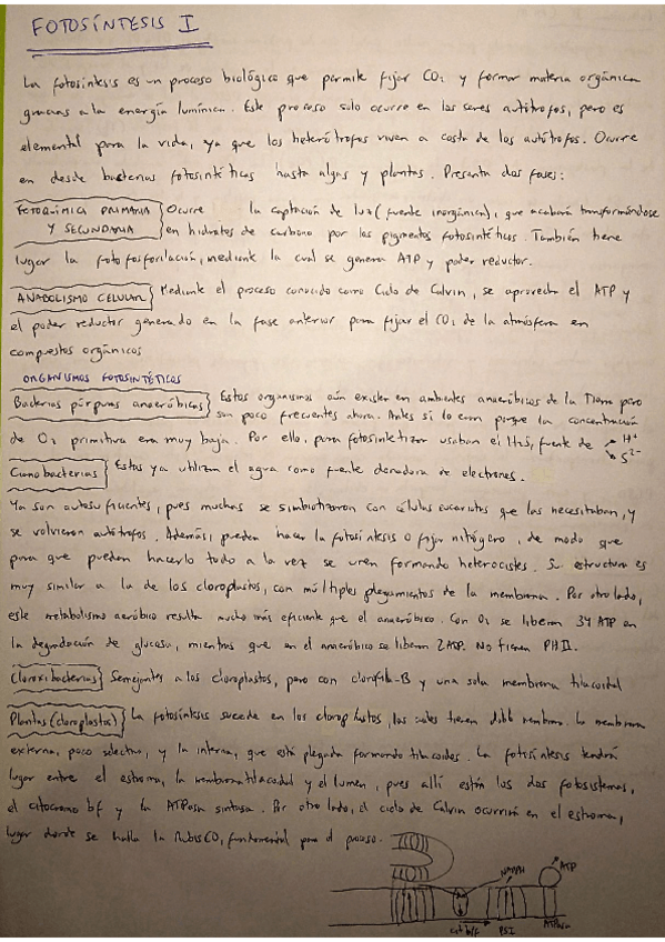 Miniatura del documento Tema-Fotosintesis-1-COMPLETO.pdf