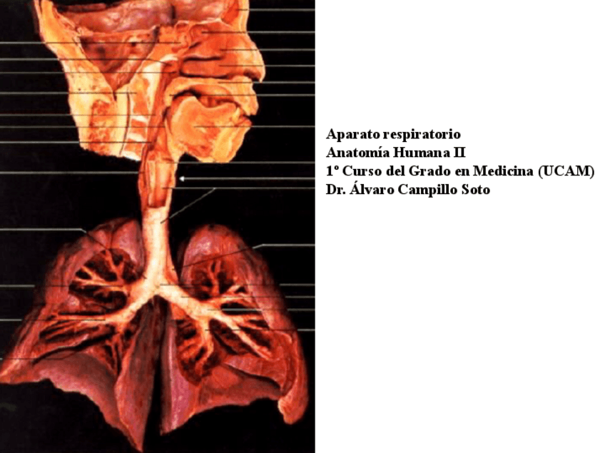 Miniatura del documento Aparato-respiratorio-apuntes-de-clase.pdf