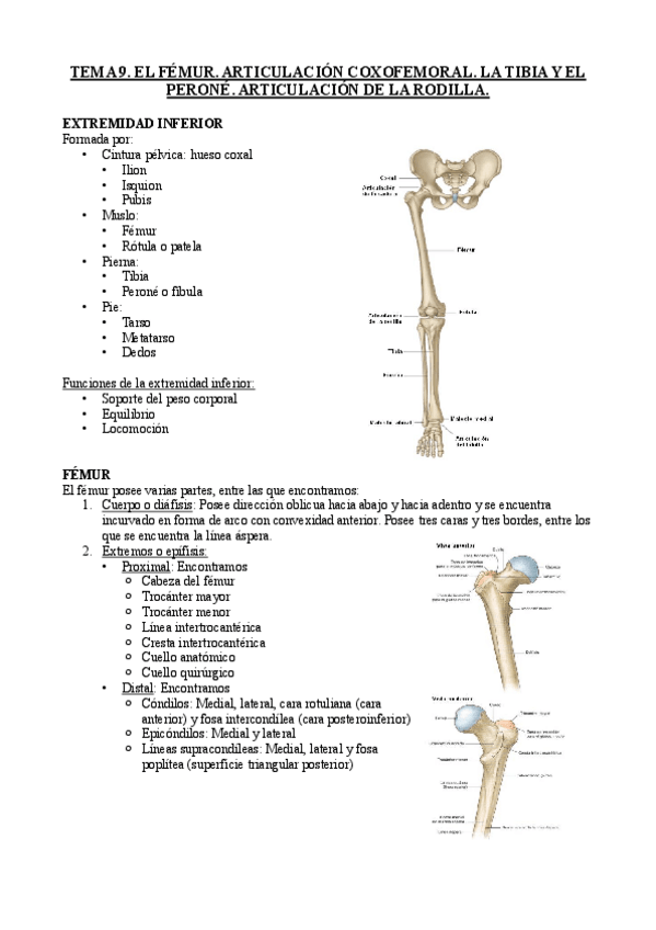 Miniatura del documento TEMA-9-ANATOMIA.pdf
