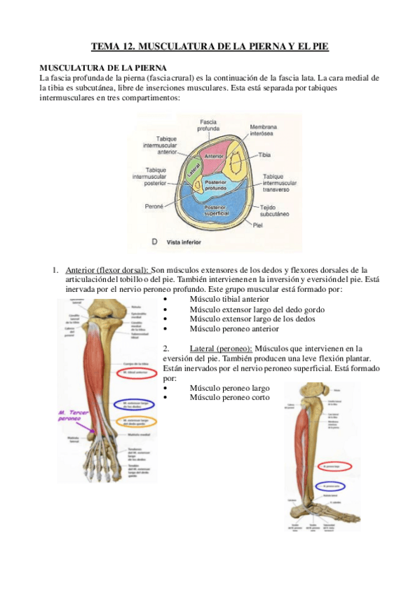 Miniatura del documento TEMA-12-ANATOMIA.pdf