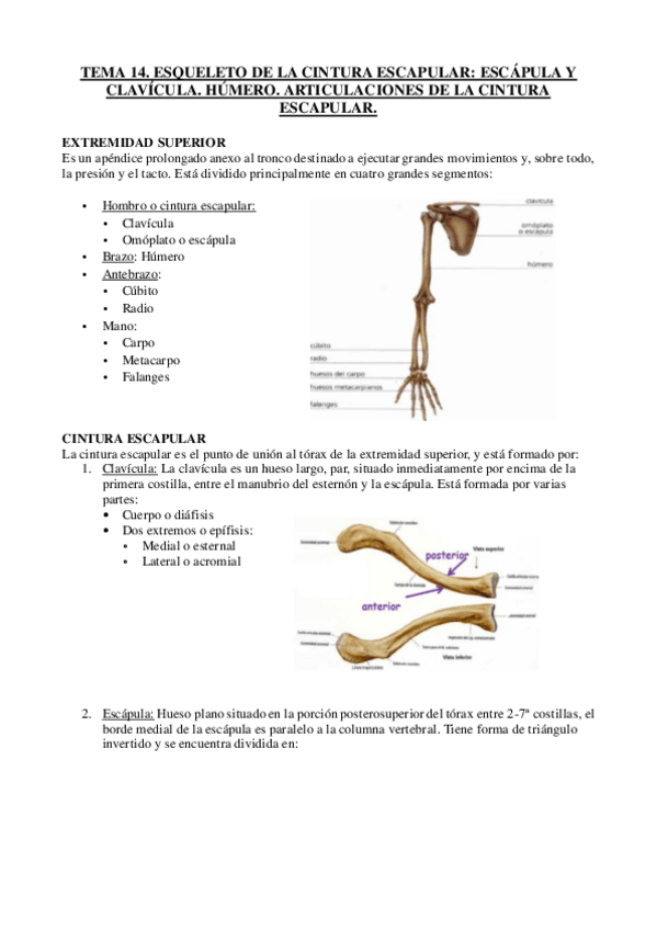 Miniatura del documento TEMA-14-ANATOMIA.pdf