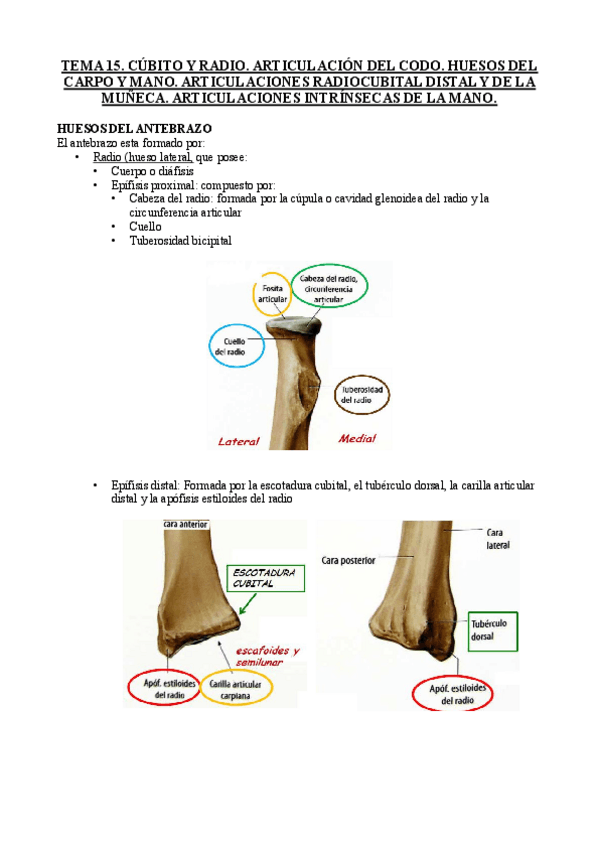 Miniatura del documento TEMA-15-ANATOMIA.pdf