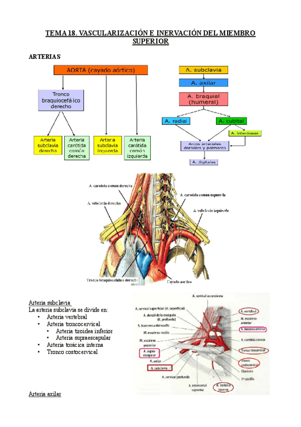 Miniatura del documento TEMA-18-ANATOMIA.pdf