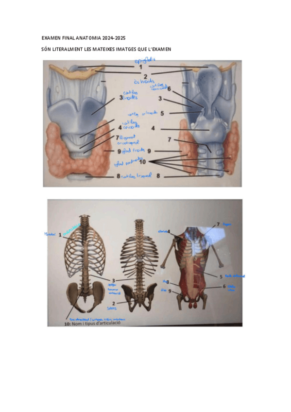 Miniatura del documento EXAMEN-FINAL-ANATOMIA-2024-2025.pdf