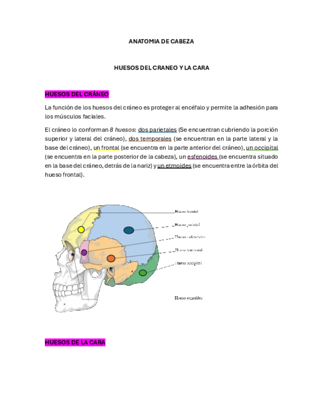Miniatura del documento ANATOMIA-DE-CABEZA-Y-CUELLO.pdf