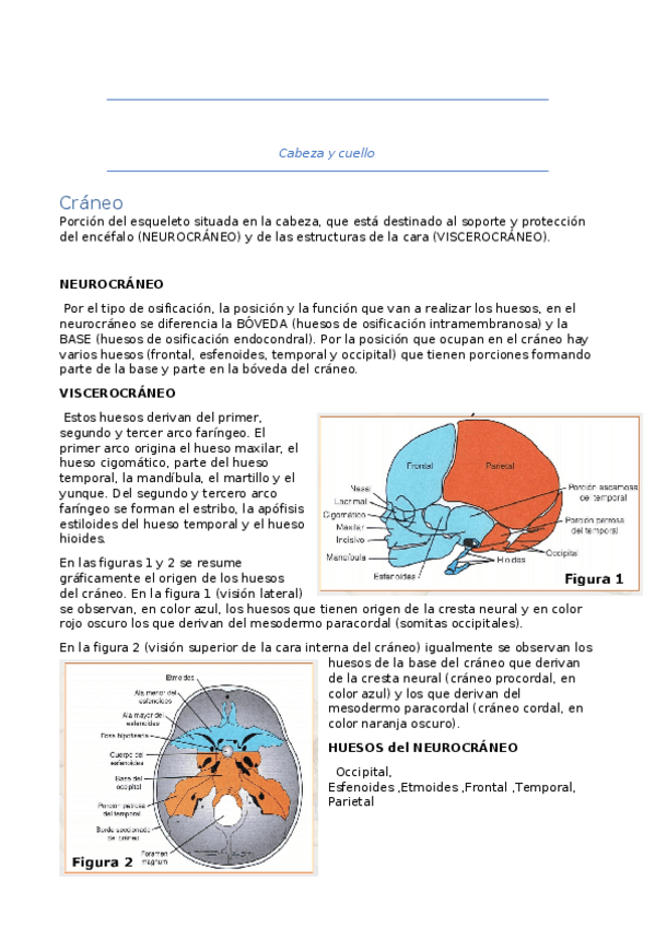 Miniatura del documento Cabeza y cuello.docx